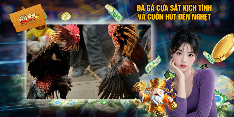 Đá gà cựa sắt kịch tính và cuốn hút đến nghẹt thở