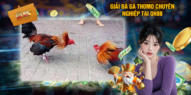 Giải đá gà thomo chuyên nghiệp tại QH88